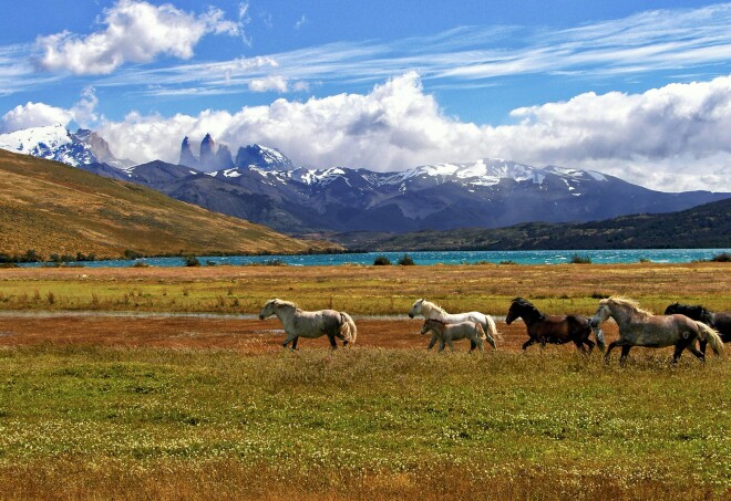 Horses running through an open greed field in Torres del Paine, Magallanes, Chile.