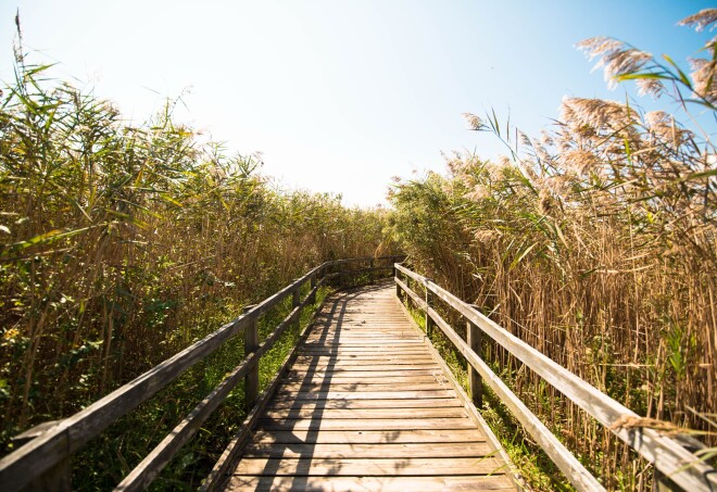 A wooden walkway through tall reeds through Back Bay National Wildlife Refuge in Virginia Beach, Virginia.